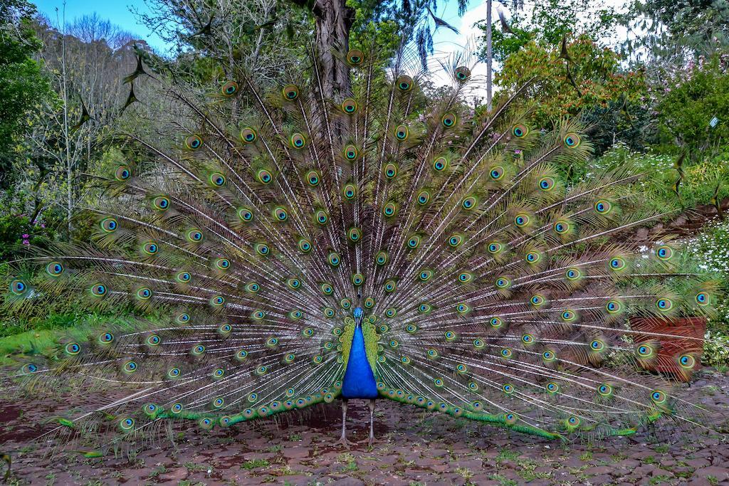 Valle Paraizo Camacha  Kültér fotó